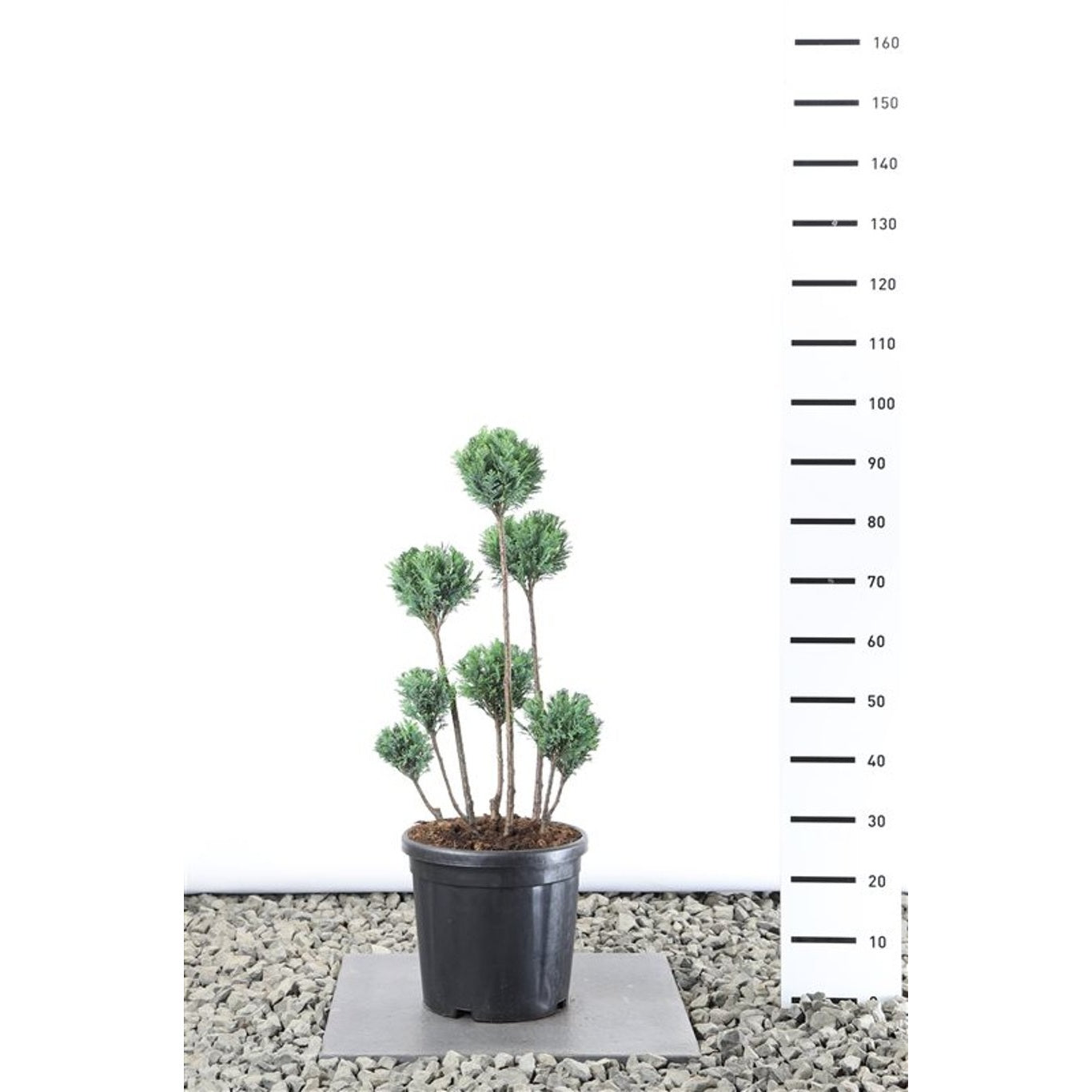 Ädelcypress – Chamaecyparis lawsoniana 'Ellwoodii' - 80-100 CM PonPon Cont.